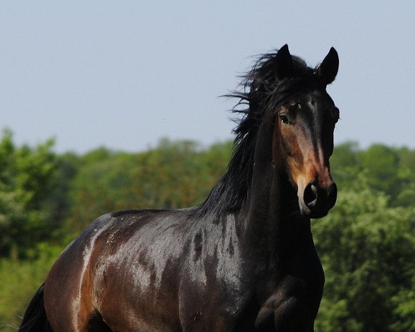 dressage horse Livingston's Daydream P (Hanoverian, 2013, from Londontime)