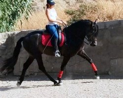 stallion Chocolate 2014 (Pura Raza Espanola (PRE), 2014)