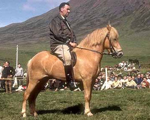 broodmare Drottning frá Reykjum (Iceland Horse, 1961, from Nökkvi frá Hólmi)