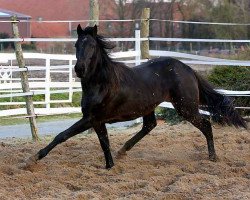 broodmare Zarona v.d.R. (Westphalian, 2007, from Tagant xx)