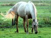 Zuchtstute Blondine (Deutsches Reitpferd, 2001, von Dream Dancer xx)