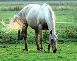 Zuchtstute Blondine (Deutsches Reitpferd, 2001, von Dream Dancer xx)