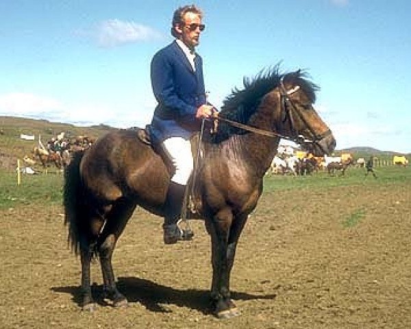 stallion Þytur frá Geldingaá (Iceland Horse, 1966, from Nökkvi frá Hólmi)