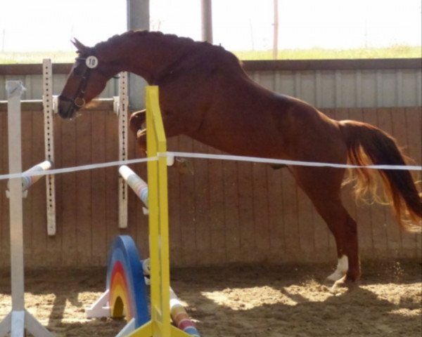 dressage horse Macano (Trakehner, 2012, from Kasparow)