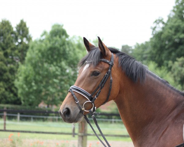 dressage horse Khaleesi (Trakehner, 2012, from Donaustolz)