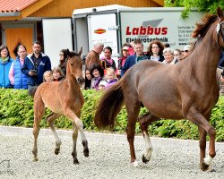 Dressurpferd Soma (Rheinländer, 2015, von Scolari)