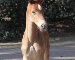 dressage horse Sanyana (Rhinelander, 2014, from Scolari)