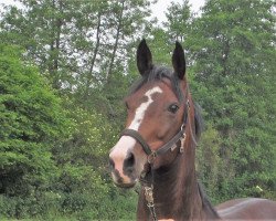 broodmare Shakira (Westphalian, 2009, from Status Quo)