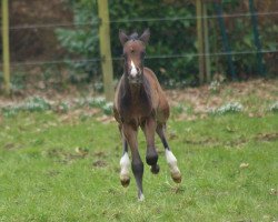 dressage horse Sido 6 (Rhinelander, 2013, from Sir Donnerhall I)