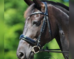 Zuchtstute Dolores (Trakehner, 2008, von In Petto)