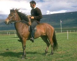 Zuchtstute Svala frá Brunnum (Islandpferd, 1961, von Sleipnir frá Miðfelli)