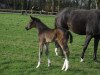 broodmare Bella Belissima (Westphalian, 2016, from Belissimo NRW)