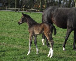 broodmare Bella Belissima (Westphalian, 2016, from Belissimo NRW)