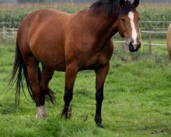 broodmare Taroline (Holsteiner, 2003, from Laurenz)