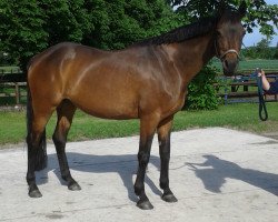 broodmare Caro-Girl (Trakehner, 2004, from Buddenbrock)