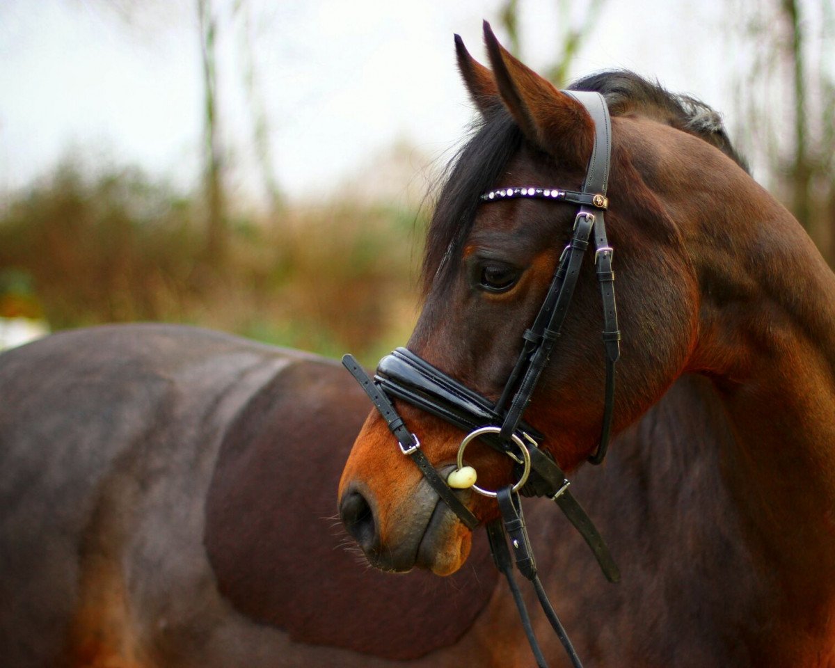 broodmare Keep The Dream (German Riding Pony, 2009, from Kennedy WE)