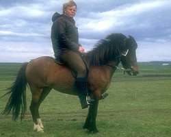 broodmare Slaufa frá Laugarvatni (Iceland Horse, 1963, from Fengur fra Hróarsholti)