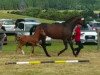 dressage horse Hengst von Sir Heinrich / Starkstrom (Westphalian, 2017, from Sir Heinrich OLD)