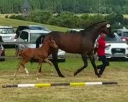 dressage horse Hengst von Sir Heinrich / Starkstrom (Westphalian, 2017, from Sir Heinrich OLD)