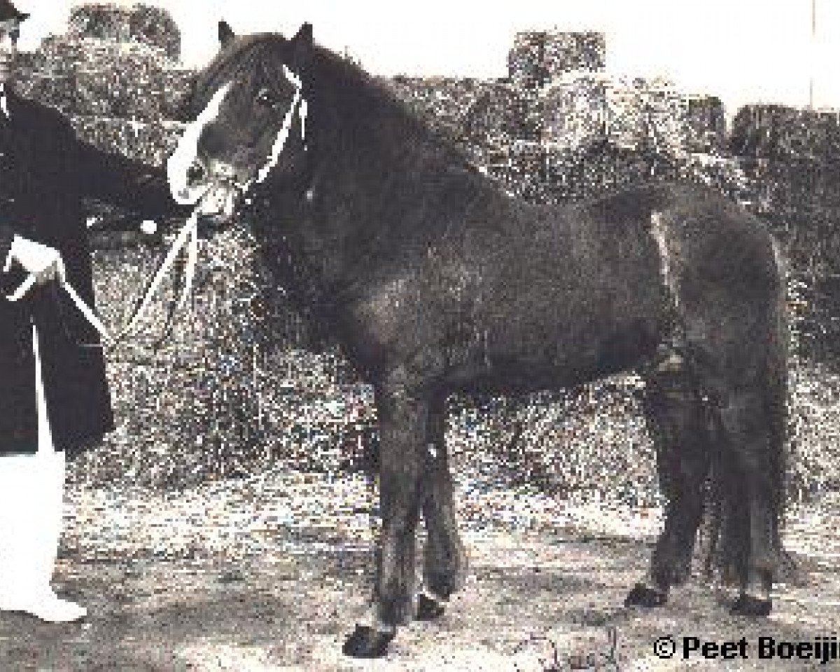 stallion Háfeti frá Brautarholti (Iceland Horse, 1958, from Snerrir frá Brautarholti)