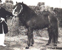 Deckhengst Háfeti frá Brautarholti (Islandpferd, 1958, von Snerrir frá Brautarholti)