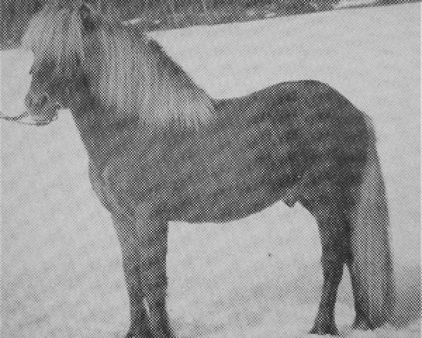 stallion Traussi van de Koningsberg (Iceland Horse, 1970, from Sleipnir fra Beek en Donk)