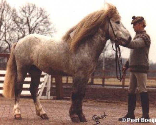 stallion Erik van Groot Lankum (Iceland Horse, 1972, from Sleipnir fra Beek en Donk)