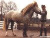 Deckhengst Erik van Groot Lankum (Islandpferd, 1972, von Sleipnir fra Beek en Donk)