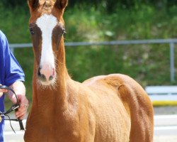 horse Donna (Oldenburger, 2017, from Don Cismo)