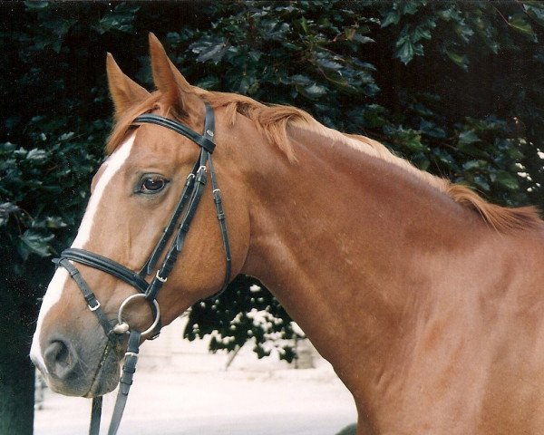 horse Poet 44 (Westphalian, 1990, from Parademarsch II)