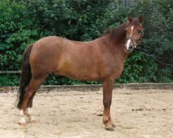 Pferd Beauty 147 (Deutsches Reitpony, 1988, von Dolus)