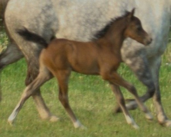 Dressurpferd Kenwoods Free Lance (Welsh Pony (Sek.B), 2011, von Kenwoods Tomahawk)