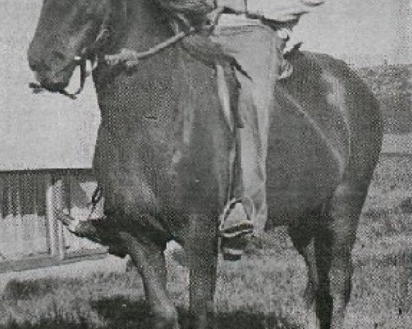 broodmare Von frà Hesti (Iceland Horse, 1959, from Nökkvi frá Hólmi)