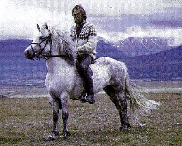 Zuchtstute Héla frá Gullberastöðum (Islandpferd, 1966, von Nökkvi frá Hólmi)