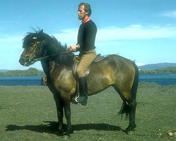 Zuchtstute Lipurtá frá Geirshlíð (Islandpferd, 1966, von Nökkvi frá Hólmi)