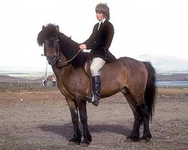 stallion Bægifótur frá Gullberastöðum (Iceland Horse, 1969, from Þokki frá Bóndhóli)