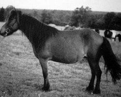 Zuchtstute Snerra frá Varmalæk (Islandpferd, 1981, von Borgfjörð frá Hvanneyri)