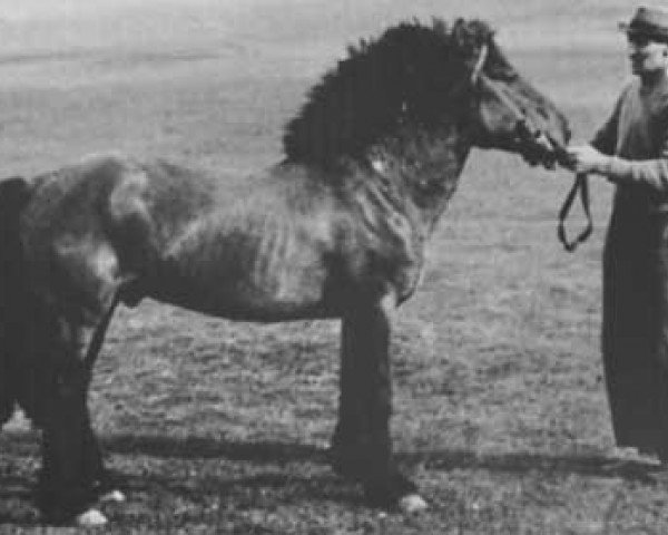 stallion Mori frá Stokkhólma (Iceland Horse, 1925, from Rauður frá Stokkhólma)