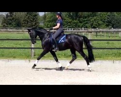 dressage horse Romanov 27 (Hanoverian, 2013, from Rotspon)