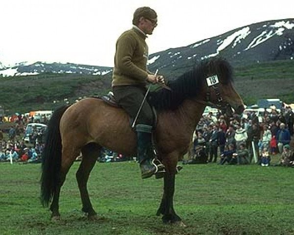 stallion Kvistur frá Hesti (Iceland Horse, 1962, from Nökkvi frá Hólmi)