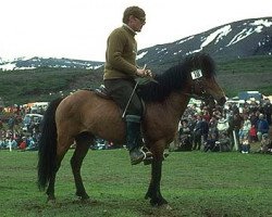 Deckhengst Kvistur frá Hesti (Islandpferd, 1962, von Nökkvi frá Hólmi)