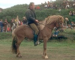 stallion Fjölnir frá Sigmundarstöðum (Iceland Horse, 1975, from Borgfjörð frá Hvanneyri)