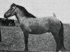 stallion Kópur frá Túni (Iceland Horse, 1939, from Kári frá Grímstungu)