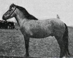 stallion Kópur frá Túni (Iceland Horse, 1939, from Kári frá Grímstungu)