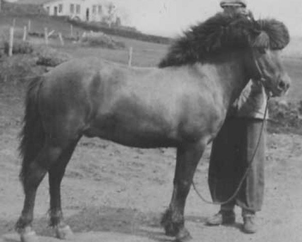 stallion Kári frá Grímstungu (Iceland Horse, 1934, from Eldur frá Grímstungu)