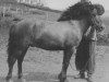 stallion Kári frá Grímstungu (Iceland Horse, 1934, from Eldur frá Grímstungu)