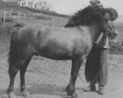 stallion Kári frá Grímstungu (Iceland Horse, 1934, from Eldur frá Grímstungu)