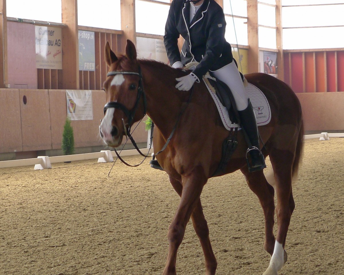 broodmare Sorpresa (Württemberger, 2007, from Sir Sandro)