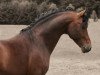 stallion Vivendo (German Riding Pony, 2004, from Valido)