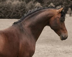 stallion Vivendo (German Riding Pony, 2004, from Valido)